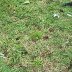 ground_divits