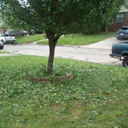 front_yard_tree.jpg