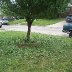 front_yard_tree