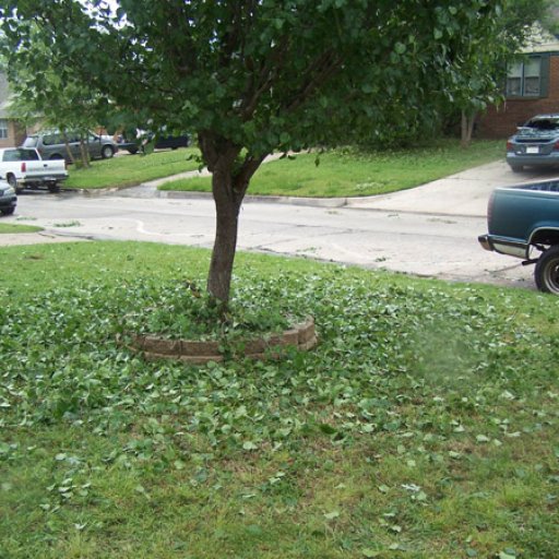 front_yard_tree